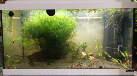 aquarium 2ème bac