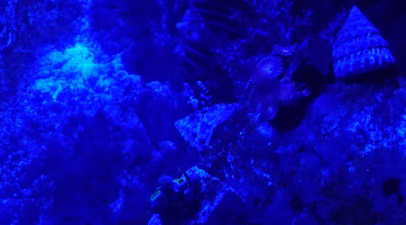 Ou se trouve la crevette Thor  2 ?