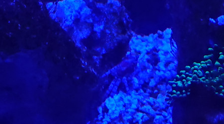 Ou se trouve le crabe boxer ?