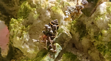 Le crabes , 2 crevettes et un mollusque