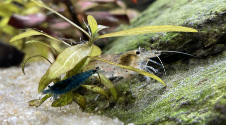 Clichés avant mise en route Co2 artisanal