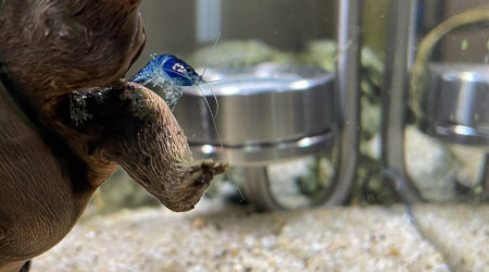 Ajout CO2 artisanal levures+gel