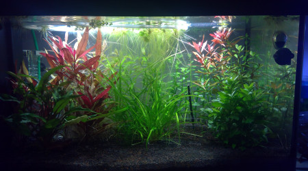 aquarium Aquarium 60 L