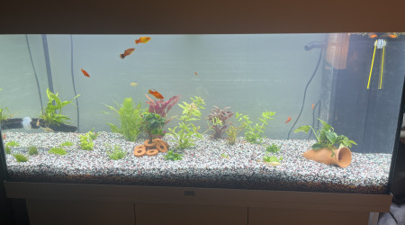 aquarium Juwel rio 180