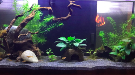 Introduction des tétra amandae :-)