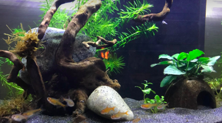 Introduction des tétra amandae :-)