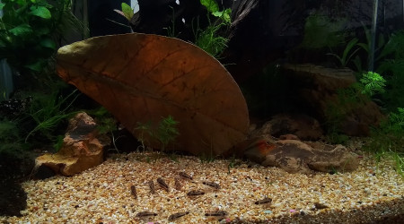 aquarium Apisto Corydo