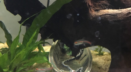 Poissons un peu timide je crois....