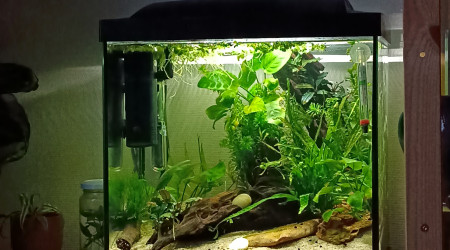 aquarium Nano betta 25l