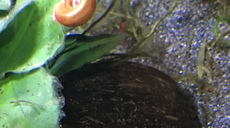 Planorbe dégustant une algue pinceau morte…