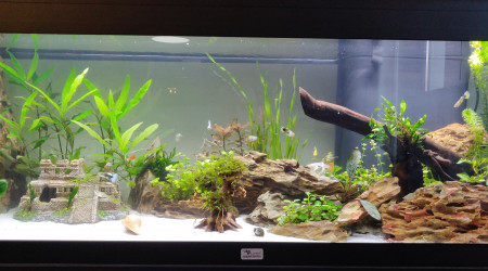 aquarium Mikanessa