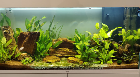 aquarium Aquarium Bureau