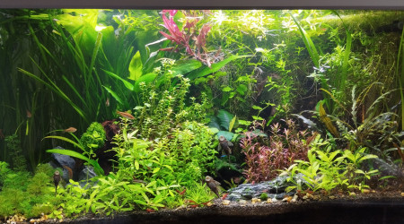 Aquarium aquatlantis 150 litres