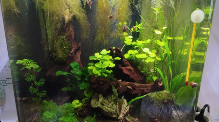 Aquarium de 60 litres eau du robinet