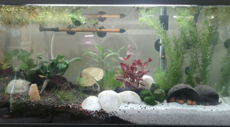 aquarium Bac Guppys - Nano 58 L