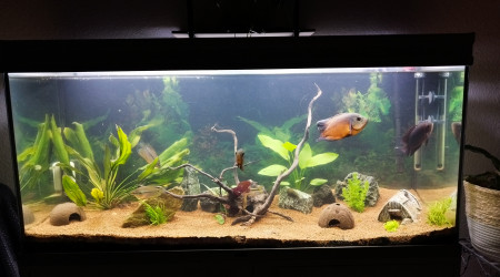 aquarium Poisson grand format