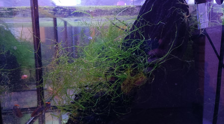 Fundulopanchax nigerianus innidere