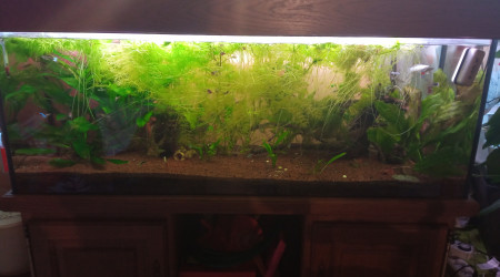 aquarium 240 l