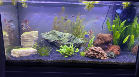 aquarium Salon
