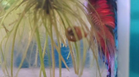 Toute voilure dehors...