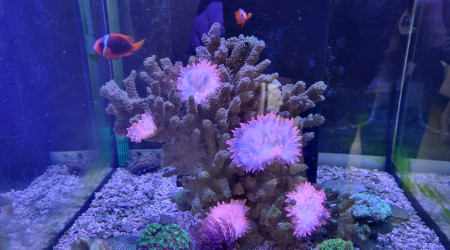 aquarium Nano Aquarium Récifal