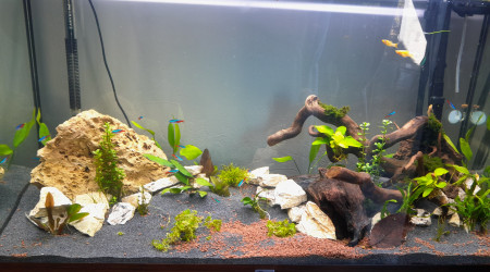 aquarium communautaire1