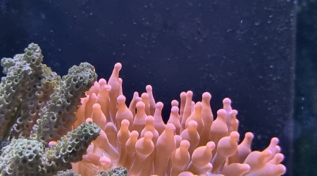 Entacmaea quadricolor rouge