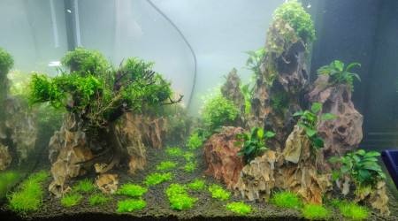 Scape + Plantes + mise en eau