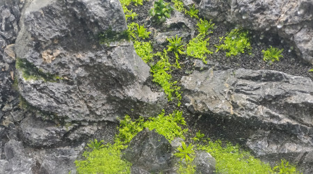 Scape + Plantes + Dry start