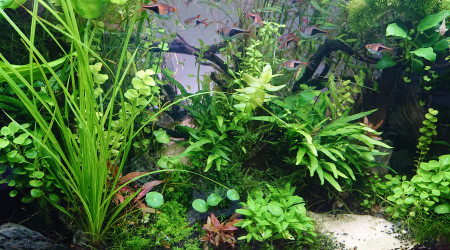 Le point de fuite avec vue de la monté carlo