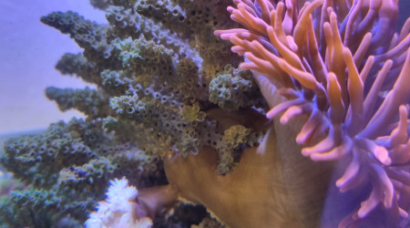 Entacmaea quadricolor rouge