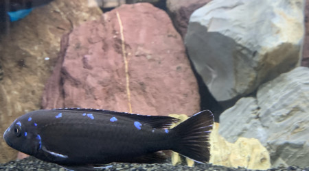 Pseudotropheus elongatus neon spot