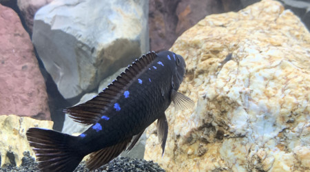 Pseudotropheus elongatus neon spot