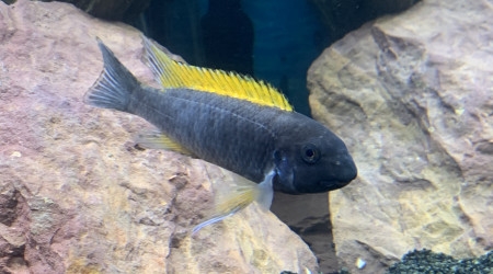 Labeotropheus zimbabwe