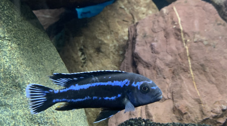 melanochromis johannii