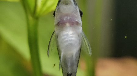 Otocinclus vittatus