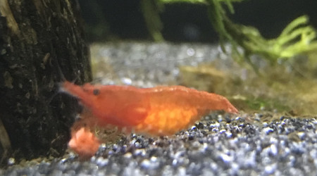 Première crevette grainée!