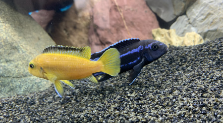 melanochromis johannii