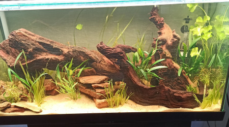 Début de plantation