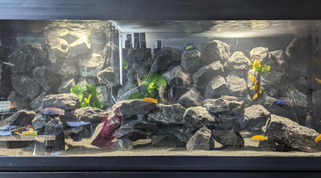 aquarium Bac cichlidé - 375 Litres