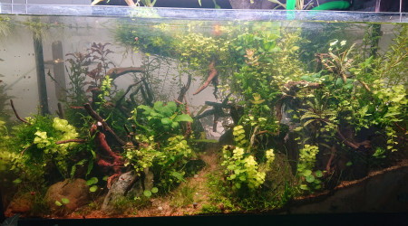 Semaine 18 , 1ère intervention humaine