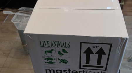 Unboxing MASTER FISH