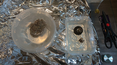 Sinularia dans le bain de coralrX et les autres sont au rinçage