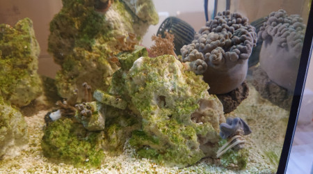 Acclimatation des coraux dans le bac