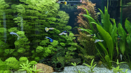 Après suppression du filtre interne