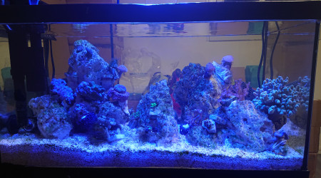 Introduction et acclimatation de la Sinularia flebilix vert , zoantus rouge , et du sarcophyton à polypes verts