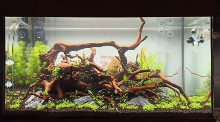 Les racines coulent enfin !