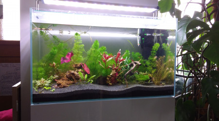 aquarium 80L