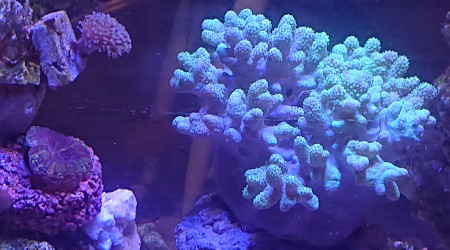 Discosoma rouge , sarcophyton à polypes blancs et sinaluria flebilix vert