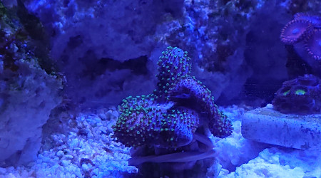 Sarcophyton à polypes verts